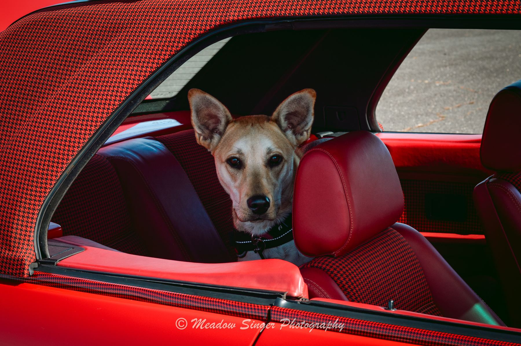 A dog sitting in the red passenger seat of a convertible