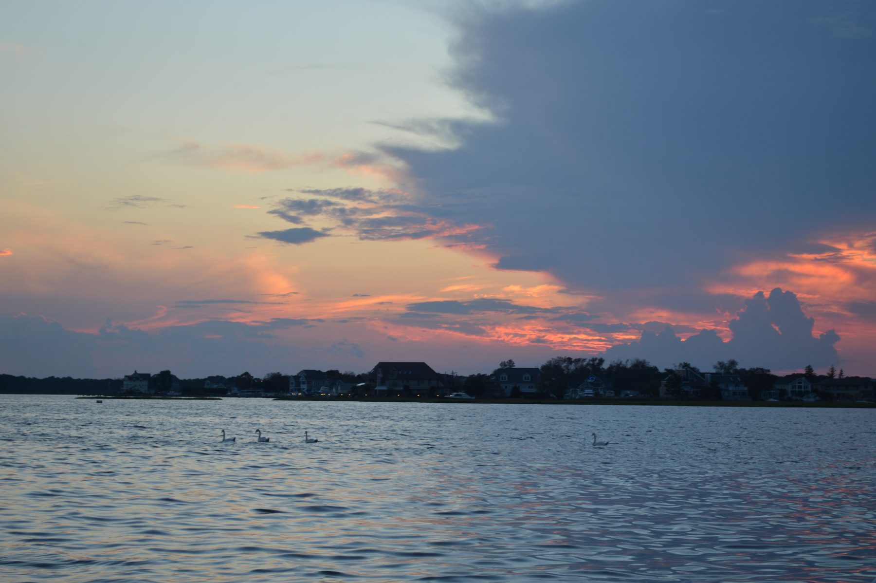 Swans on the bay under a pink and orange sunset